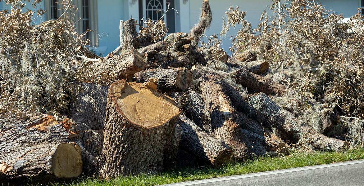 Comingled brush and stump ready to be recycled